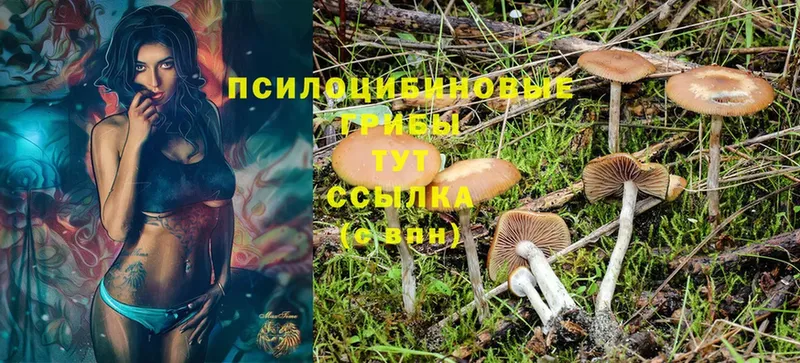 Галлюциногенные грибы MAGIC MUSHROOMS  как найти   Ейск 